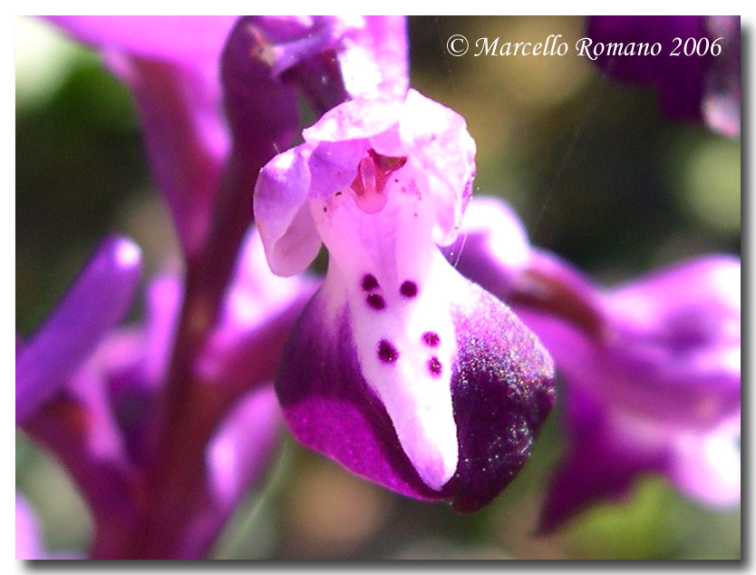 Anacamptis morio subsp. longicornu / Orchide cornuta